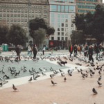 berpetualang-di-jalan-ramblas-pusat-hiruk-pikuk-barcelona