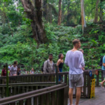 Sacred Monkey Forest Sanctuary Wisata
